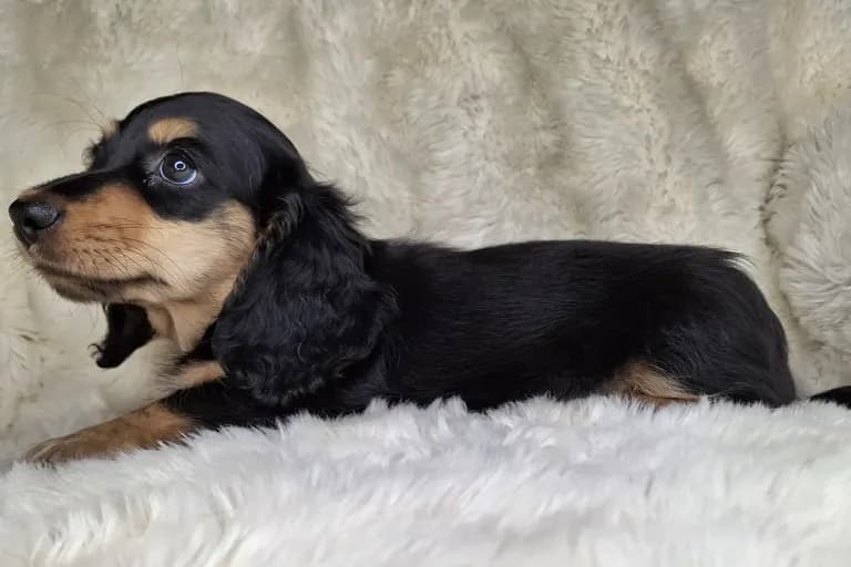 Black & Cream Longhair Male 2