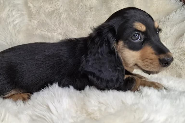 Black & Cream Longhair Male 2