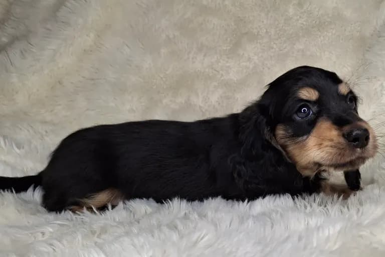 Black & Cream Longhair Male 2
