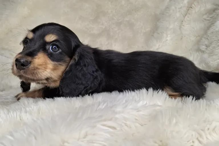 Black & Cream Longhair Male 2