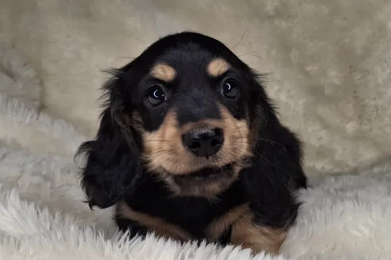 Black & Cream Longhair Male 2