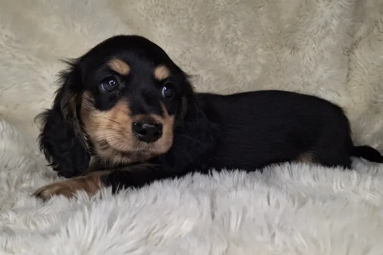 Black & Cream Longhair Male 2