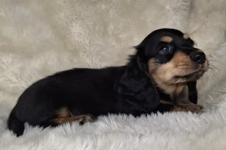 Black & Cream Longhair Male 2
