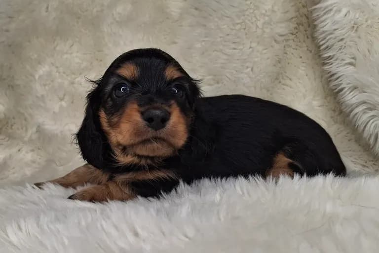 Black & Cream Longhair Female 1