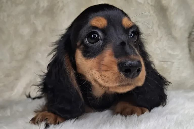Black & Cream Longhair Female 1