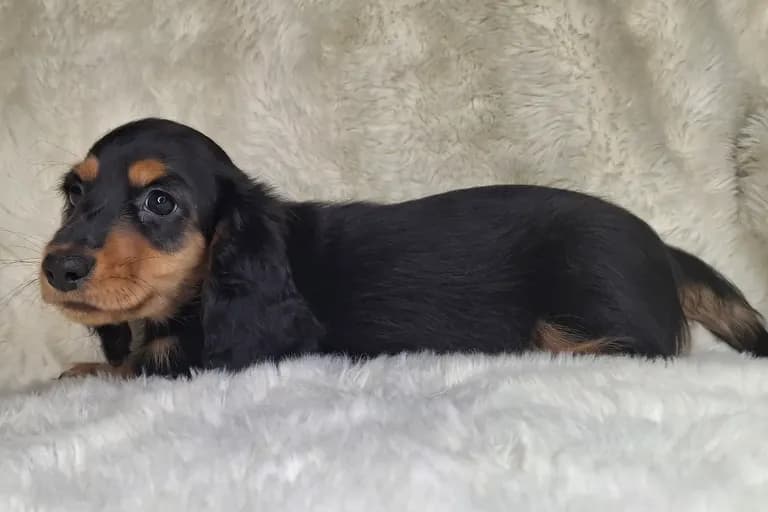 Black & Cream Longhair Female 1