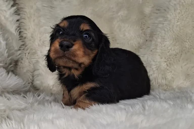 Black & Cream Longhair Female 1