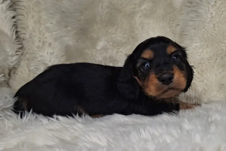 Black & Cream Longhair Female 1
