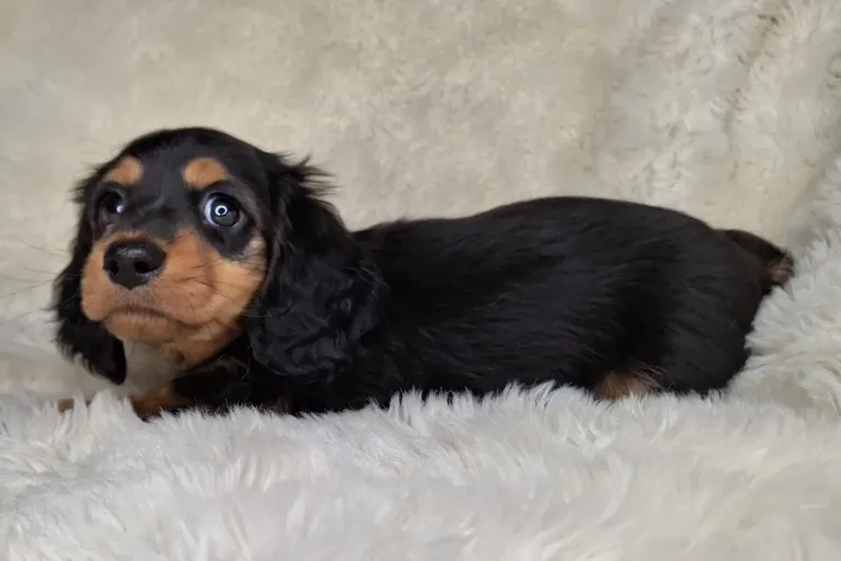 Black & Cream Longhair Female 1