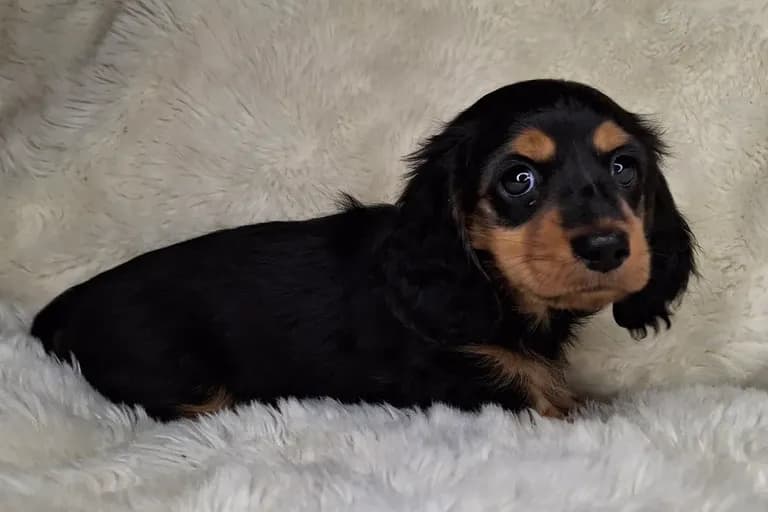 Black & Cream Longhair Female 1