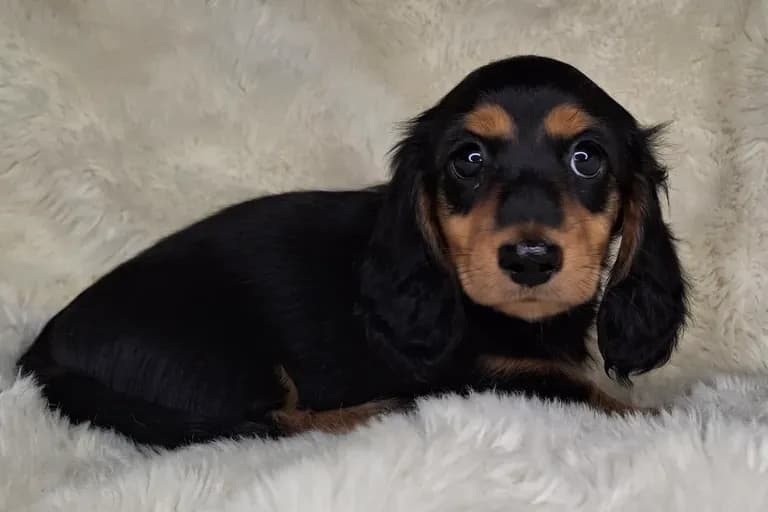 Black & Cream Longhair Female 1