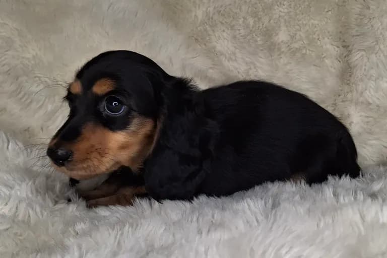 Black & Cream Longhair Female 1