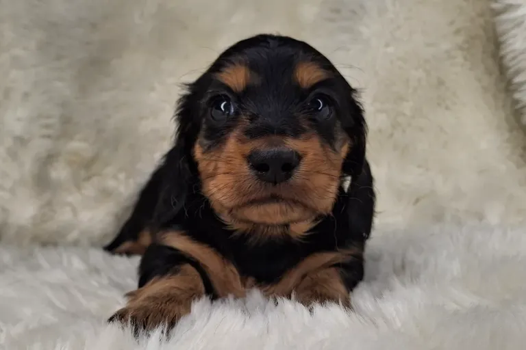 Black & Cream Longhair Female 2
