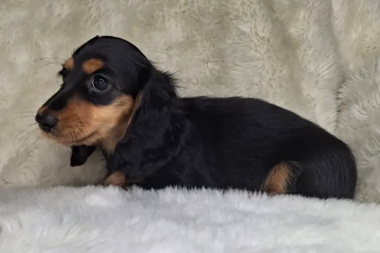 Black & Cream Longhair Female 2