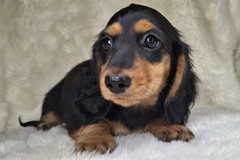 Black & Cream Longhair Female 2