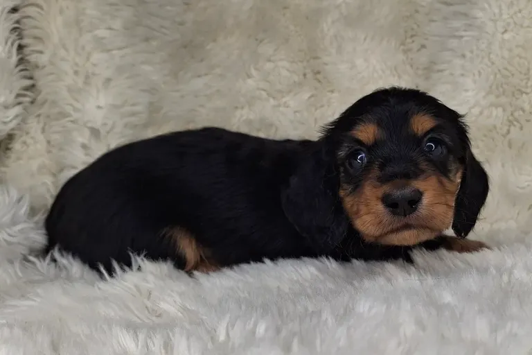 Black & Cream Longhair Female 2