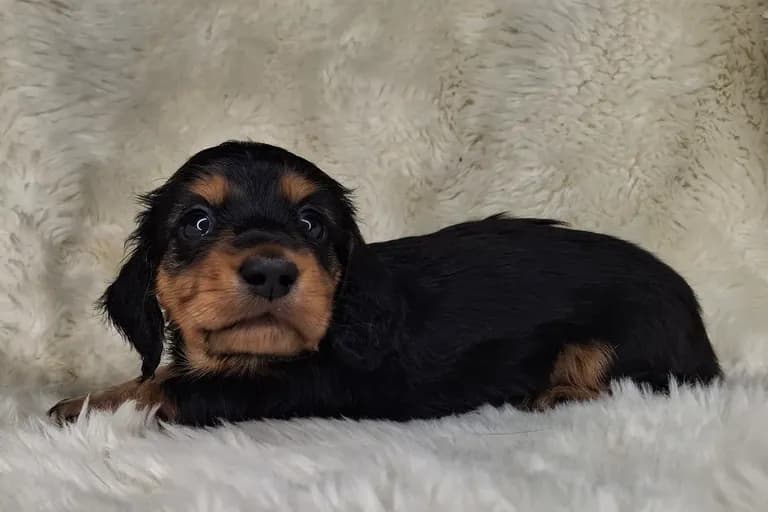 Black & Cream Longhair Female 2