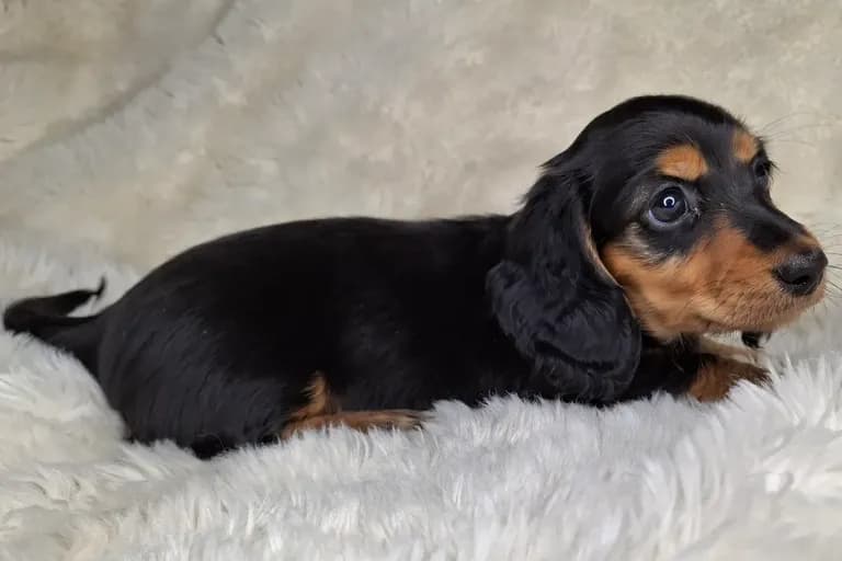 Black & Cream Longhair Female 2