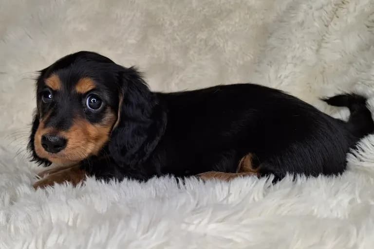 Black & Cream Longhair Female 2