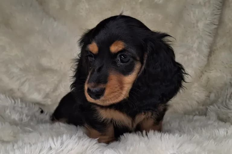 Black & Cream Longhair Female 2