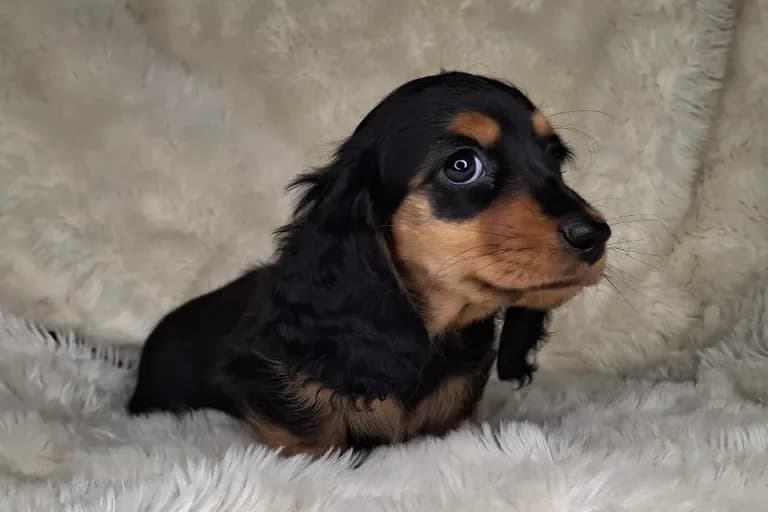 Black & Cream Longhair Female 2