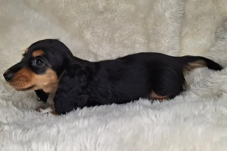 Black & Cream Longhair Female 2