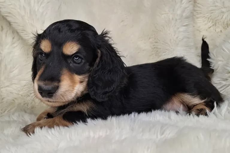 Black & Cream Longhair Male A