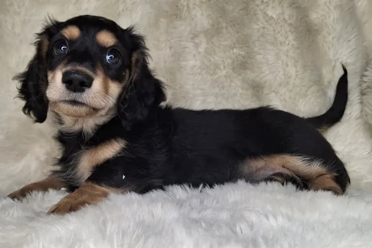 Black & Cream Longhair Male A