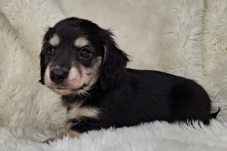 Black & Cream Longhair Male B