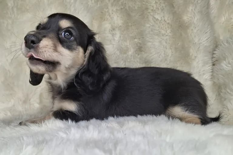 Black & Cream Longhair Male B
