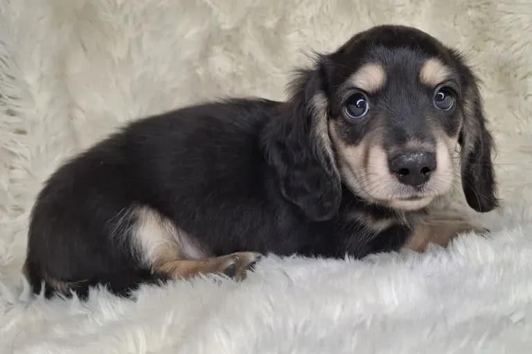 Black & Cream Longhair Male B