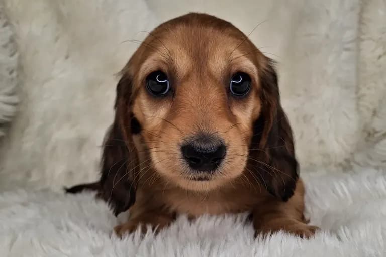 Creamy Red Longhair Female
