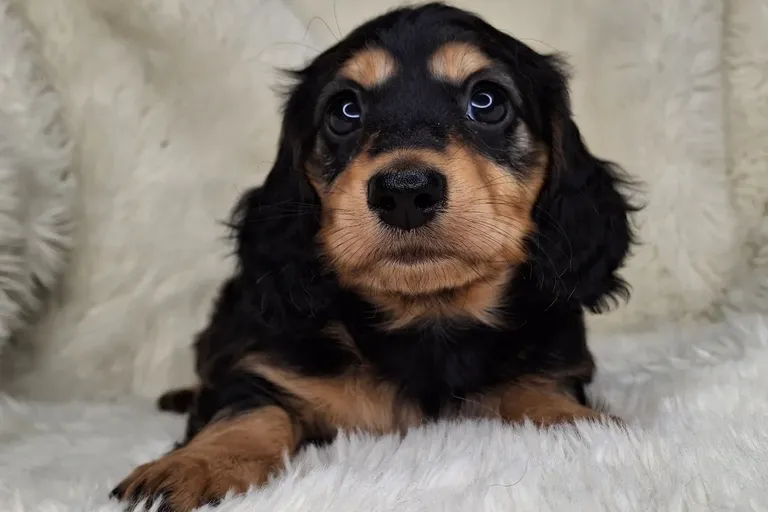 Black & Cream Longhair Female A