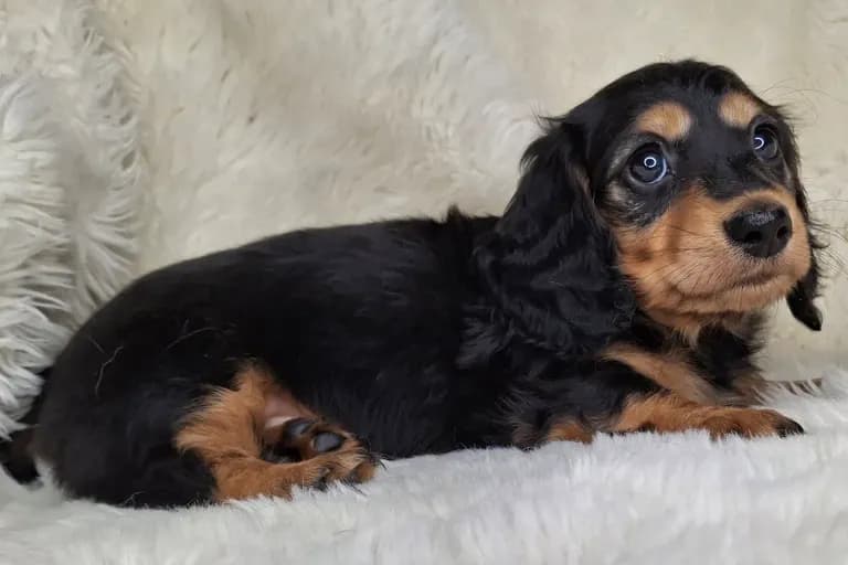 Black & Cream Longhair Female A