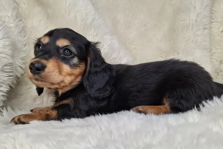 Black & Cream Longhair Female A