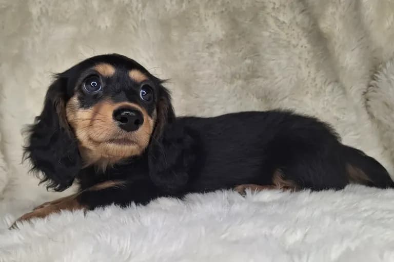 Black & Cream Longhair Female A