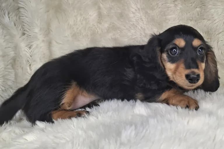 Black & Cream Longhair Female A