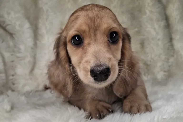 Chocolate & Cream Dapple Longhair Female
