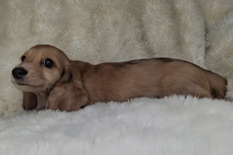Chocolate & Cream Dapple Longhair Female