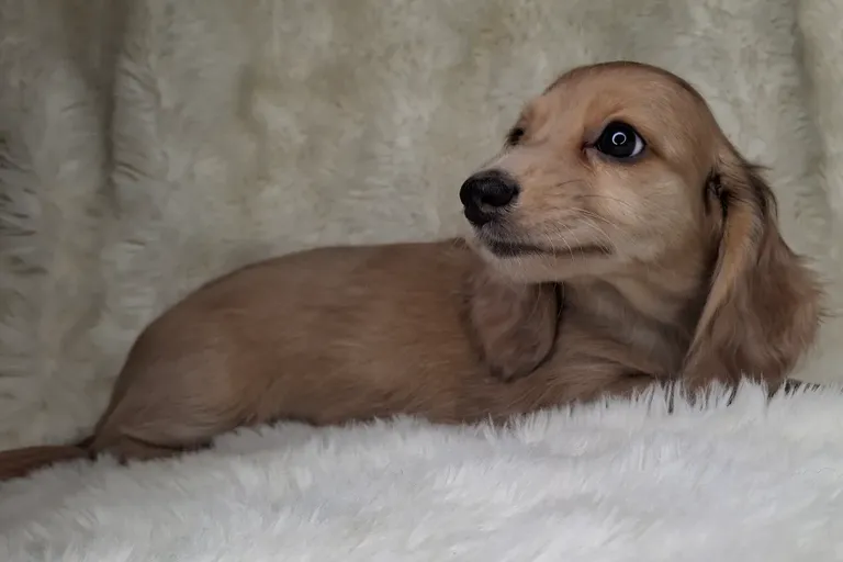 Chocolate & Cream Dapple Longhair Female
