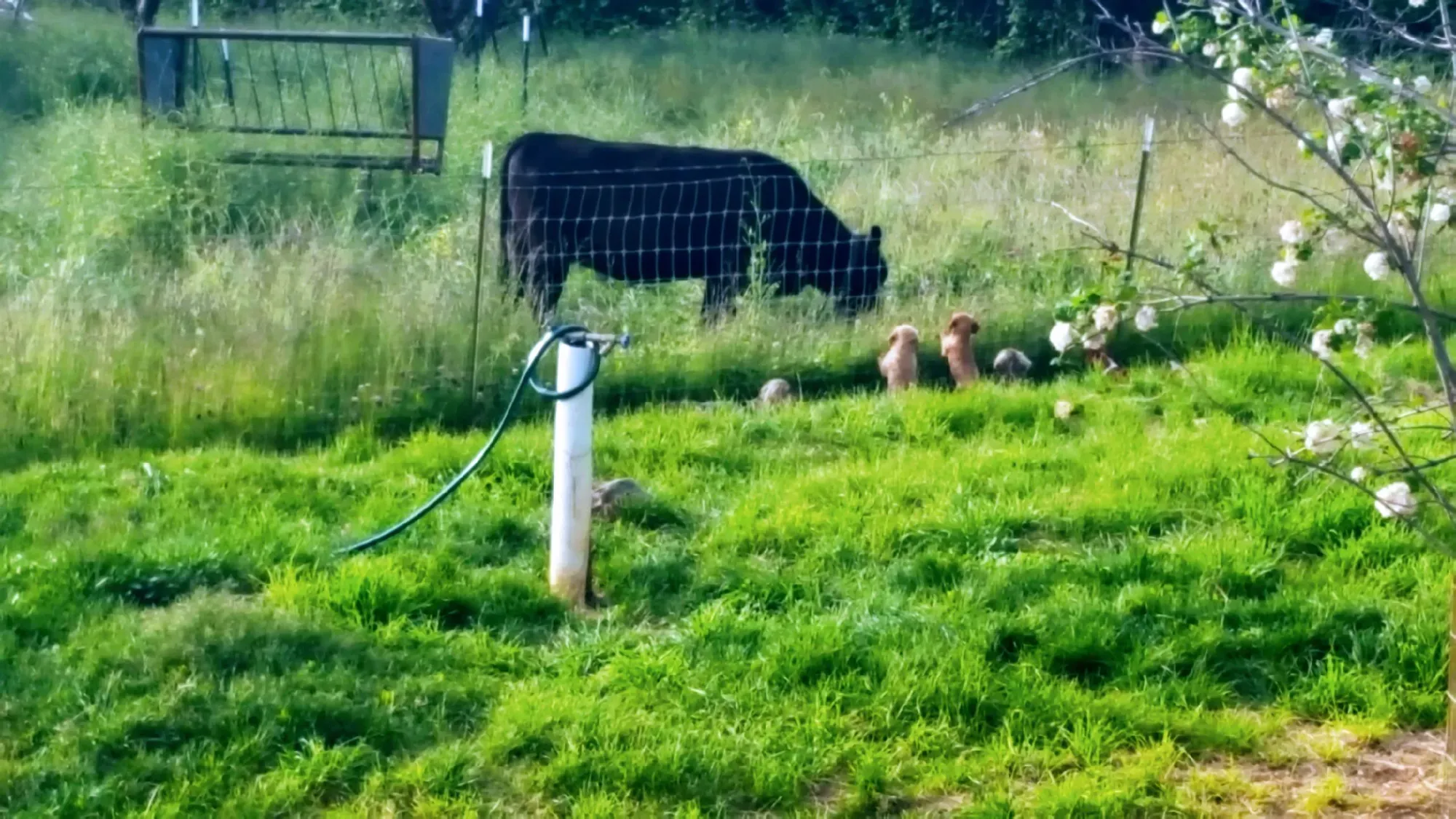 Songcatcher family ranch 6 in Northern California