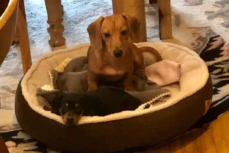 The March Family review photo