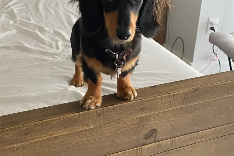 Alexis review photo