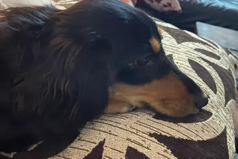 Alexis review photo