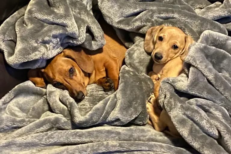 Heather, Brock, Dario and Zoey review photo