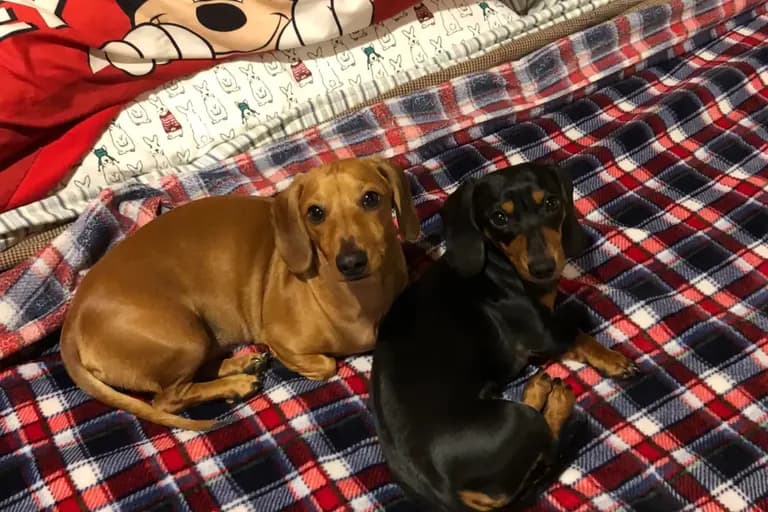 Molly & fam review photo