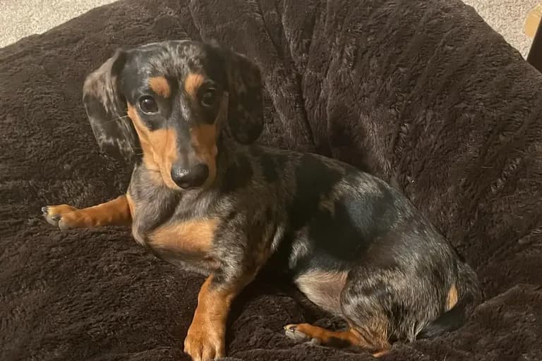 Terry review photo