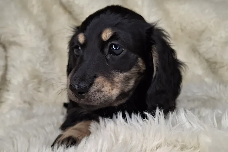 Black & Cream Longhair Female