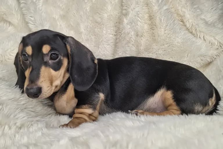 Black & Cream Smooth Male