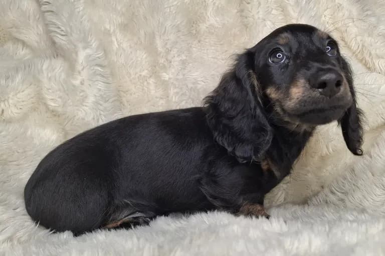 Black with Brindle Points Longhair Male